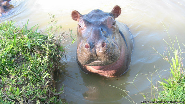 Hipopotamos de Escobar