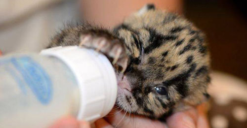Leopardo Bebe