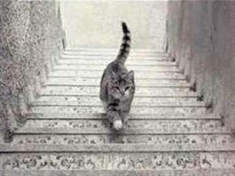 Gato Sube o Baja Escaleras
